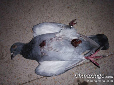 �����ǻ������Ӷ�ײ������(ͼ)