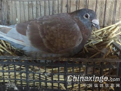 ʮ����¹�������Ȼ����