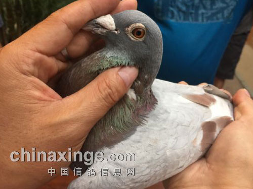 ���Ѹ߼�����2�����롱����(ͼ)