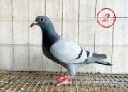 ����Ʒ�������ξ����������׸�(ͼ)