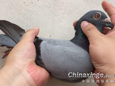 �й���Զ��������