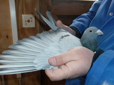 ĩλ��̭��������Ѫ����