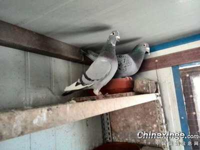 ����Ʒ������ʮ���������ָ�Ⱥ(ͼ)