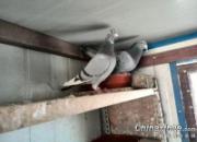 ����Ʒ������ʮ���������ָ�Ⱥ(ͼ)