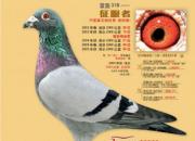 �����һ�ϵ����Զ�̹ھ����ں�(ͼ)