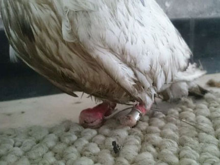 ¥���ġ��޽š�����(ͼ)