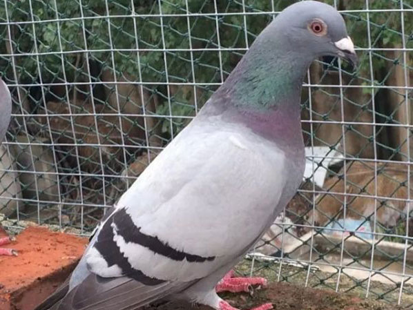 ��Ϊʲô�������Ŷ�ǧ���(ͼ)