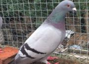 ��Ϊʲô�������Ŷ�ǧ���(ͼ)