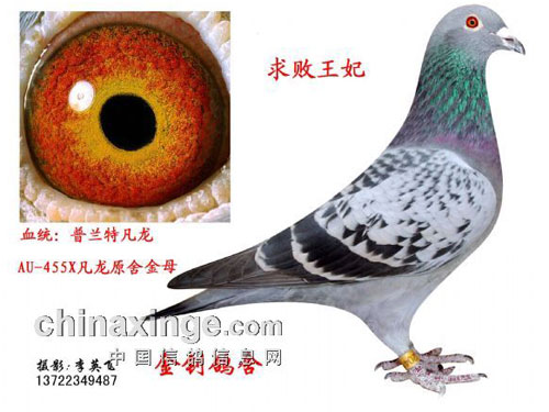 ������Զ��·�ϣ��ø벻�»�Ѫ(ͼ)