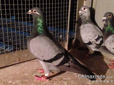 ����Ʒ���������͹��Ǿ��ĸ�ĸ��(ͼ)