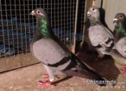 ����Ʒ���������͹��Ǿ��ĸ�ĸ��(ͼ)