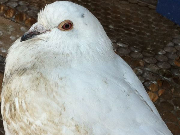 ʧ�����µİ׸������(ͼ)