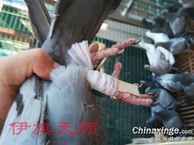 Ϊ�ҵĻ�Ѫ��������������(ͼ)