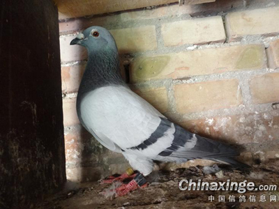 ����Ʒ�����Ѿ��Ĵ����ӵ����ﷲ��(ͼ)