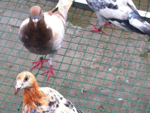 ���ʸ롱����ʱ�ּҷ�(ͼ)