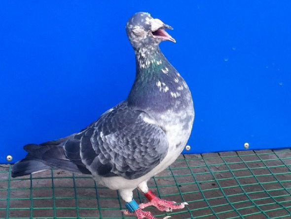 ������ͷ�ۣ�ӥͷ������(ͼ)