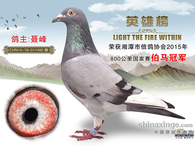 ��̶������ʤ�룺800��������������ھ�(ͼ)