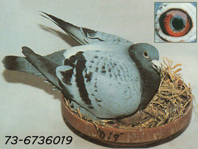 ÿһ룺¶18ιھġ019