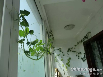 ���밮������ѵ���̬�Ҿ�(ͼ)