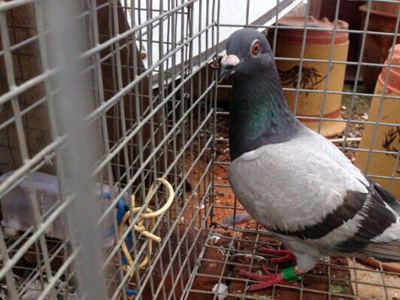 ʰ�벻���������ر���ؼ�(ͼ)