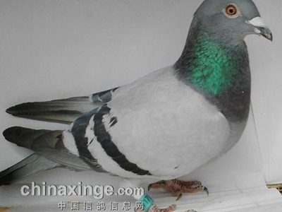 ���Ӳ��µ� �Ŵ�ǧ�������(ͼ)