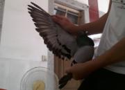 ����Ʒ�������������ѵľ�Ӣ��(ͼ)