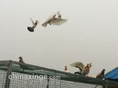 ȫ�汸ս���� ����ҲҪ�ҷ�(ͼ)