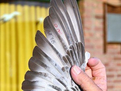 �����������ʮ����