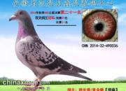 Բ�Σ����������Ĺ������(ͼ)