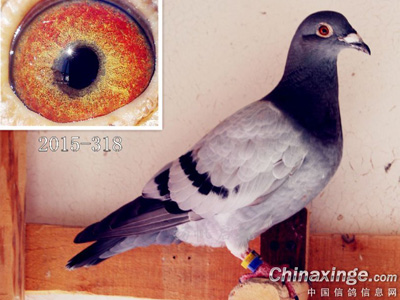 ����Ʒ�����ִƺ��׸�ĸ���(ͼ)