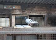 �Բ��𣺡����������ҷŶ���