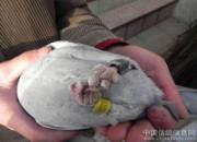 ��η��������Ƿ����ף�