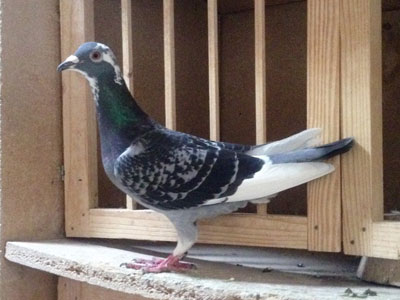 ��������Զ�������չ�729�� ǰ��������(ͼ)