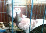 ���ֲ��¡��ӡ��¡��ҡ�