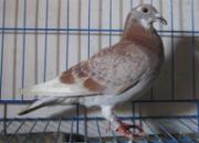 �ҵ�˫��筸��黳