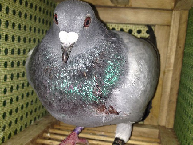 ��Ѫ��;����ײ�˻������У�(ͼ)