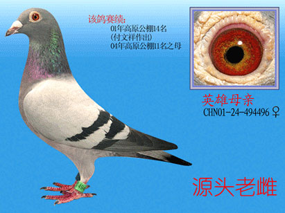���ӵ��Ŵ�����ĸֱϵ�Ŵ�(ͼ)