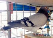 ����Ʒ�����Ÿ뵵��֮����(ͼ)