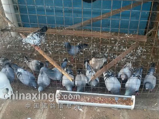 ��̨���ҳа���70��볨����