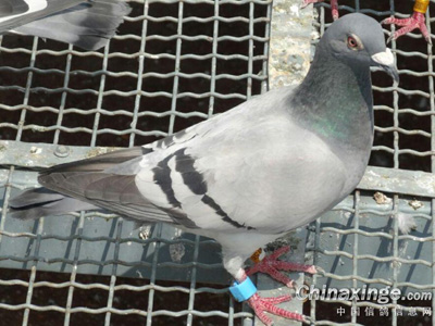 ����Ʒ�����ҵĳ���ս��(ͼ)