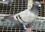 ����Ʒ�����ҵĳ���ս��(ͼ)