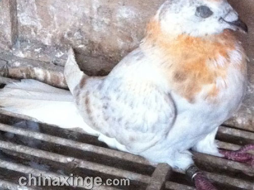 ���ۣ���ɫ��ײ��˿ֻ������(ͼ)