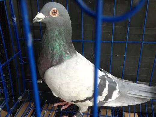 ����Ʒ����������ѵ�15��ս��(ͼ)