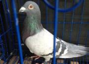 ����Ʒ����������ѵ�15��ս��(ͼ)