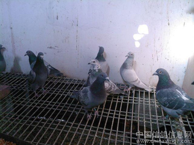 С�����飺�����������������