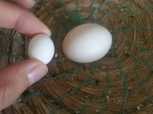 ����������뵰��(ͼ)