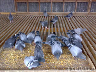 ��������������(��)