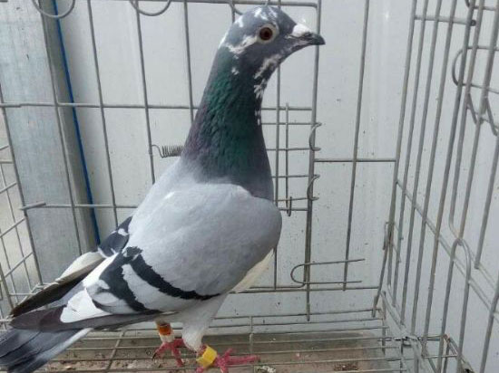 ��ء�������������ط���(ͼ)