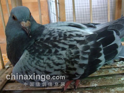 ����ʶ�𻷶��׸���˺�(ͼ)