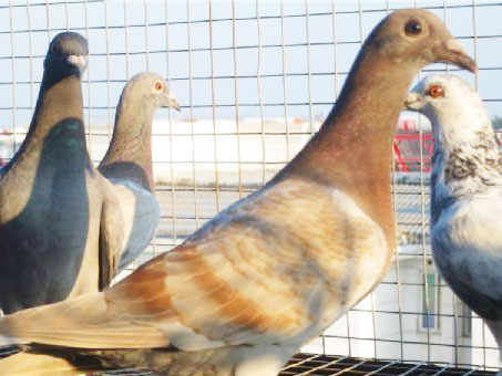 ����Ʒ����15���＾�رȻ�ѡ��(ͼ)